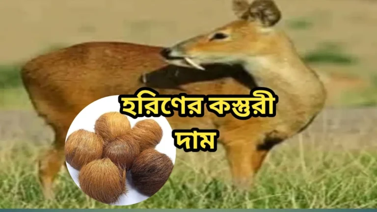 হরিণের কস্তুরী দাম