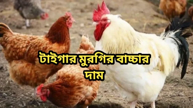 টাইগার মুরগির বাচ্চার দাম