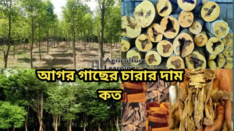 আগর গাছের চারার দাম কত