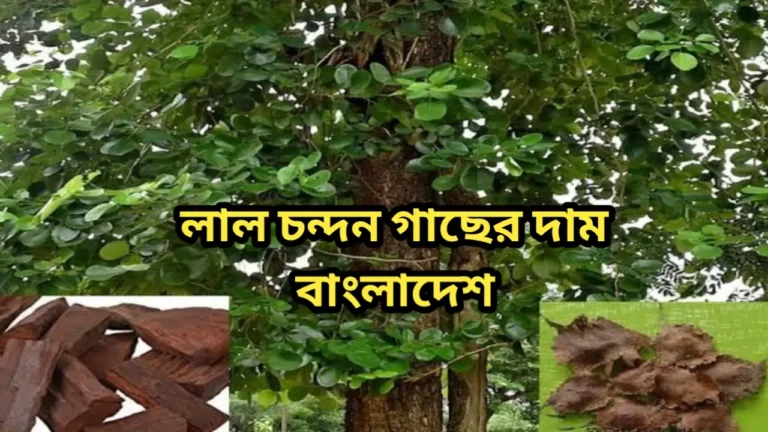 লাল চন্দন গাছের দাম ২০২৪ বাংলাদেশ